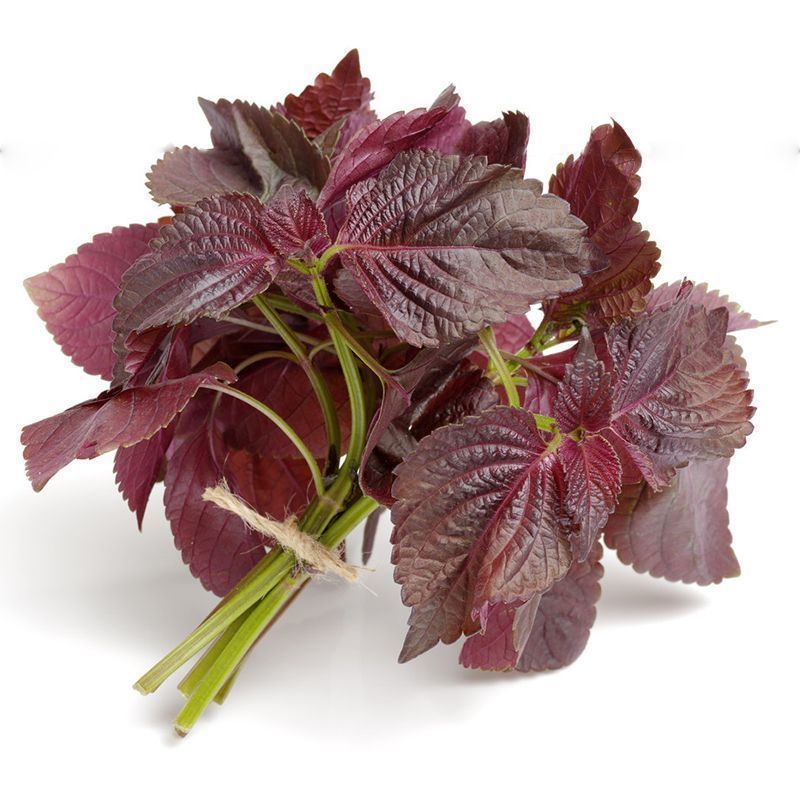 【满5包包邮】双面紫苏种籽食用紫苏种籽批发包邮论斤销售蔬菜种子