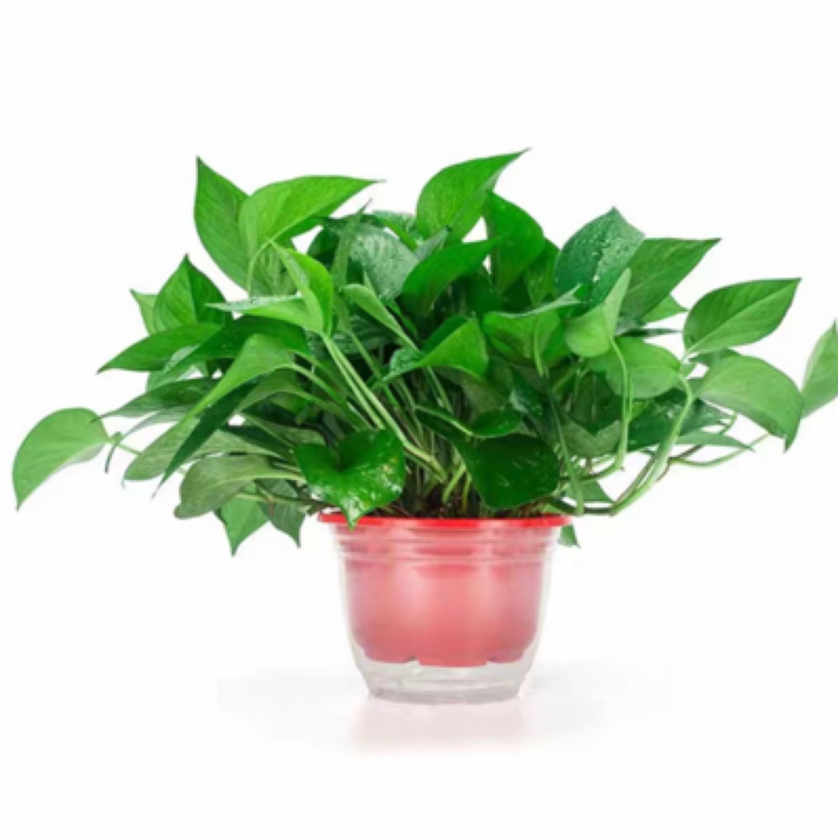 绿萝盆栽室内好养易活净化空气吸甲醛四季常绿绿植