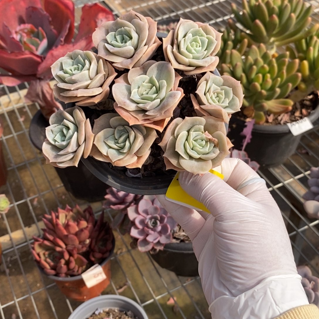 284可爱玫瑰一物一拍