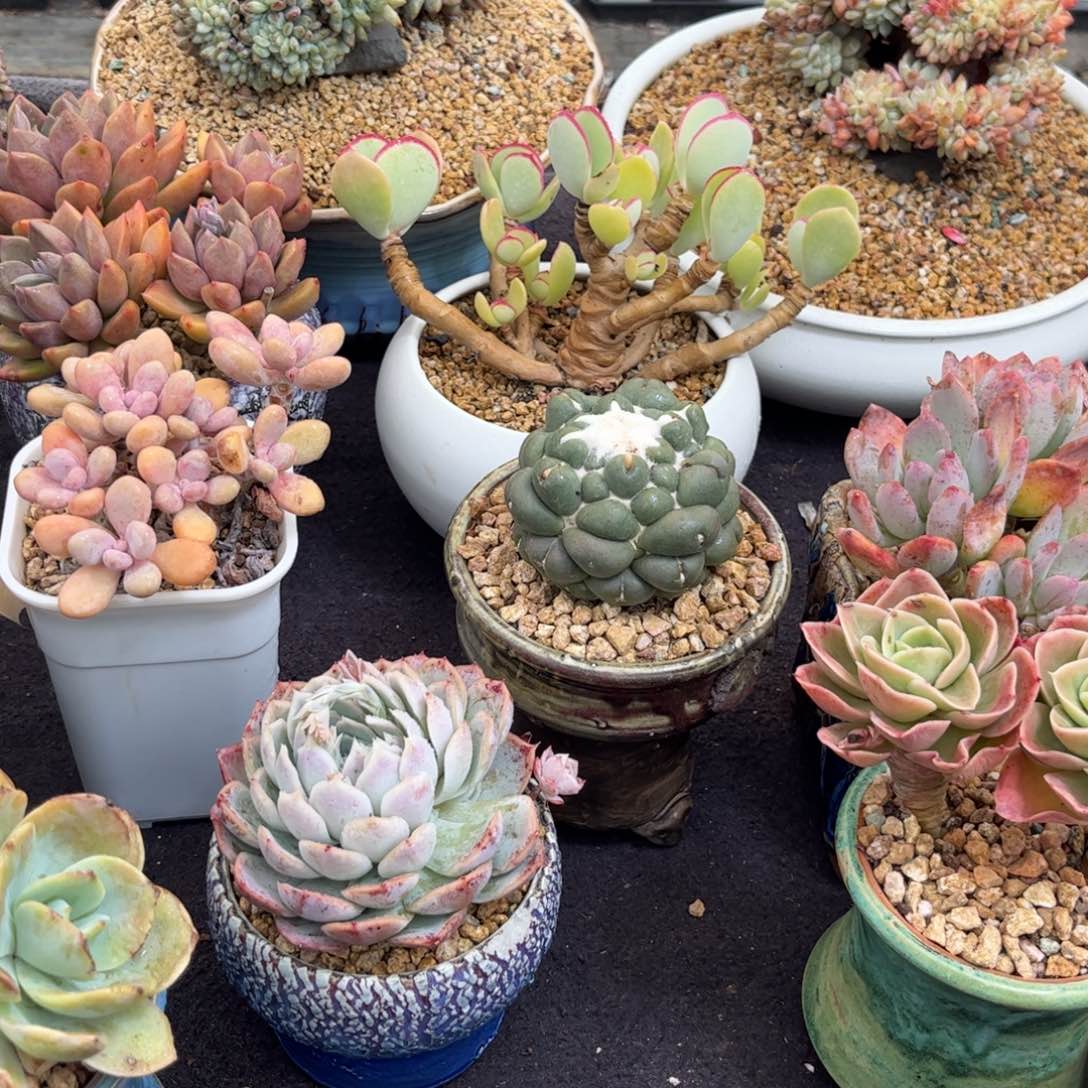 七*o多肉植物11111111