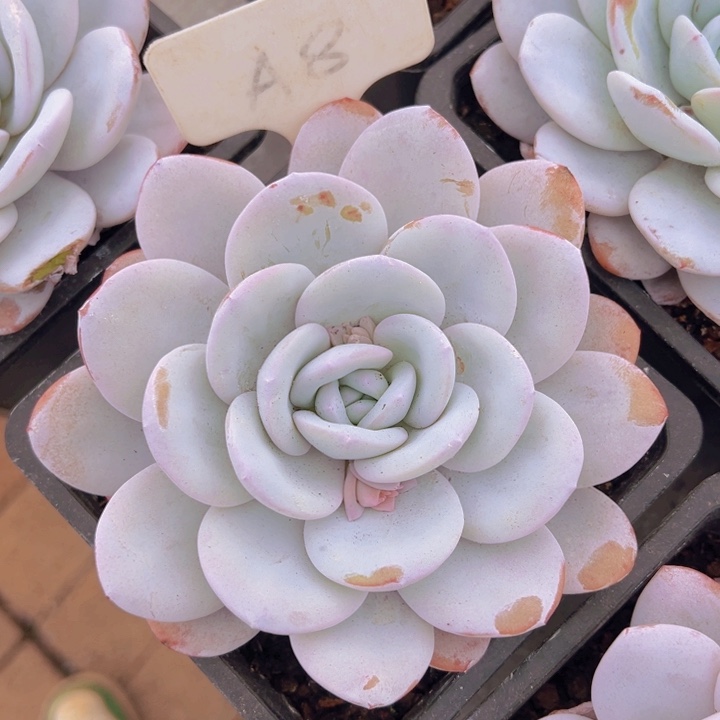 健健康康平平安安