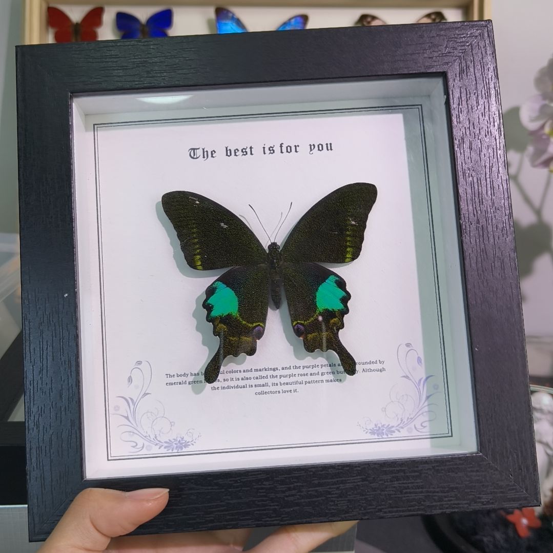 真蝴蝶标本一图一物