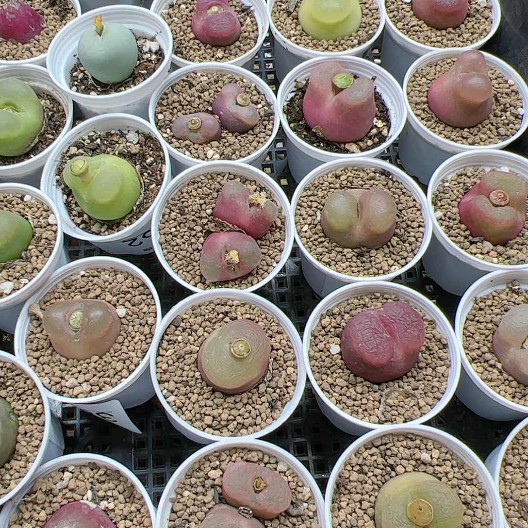 【闪购商品】211 双12福利