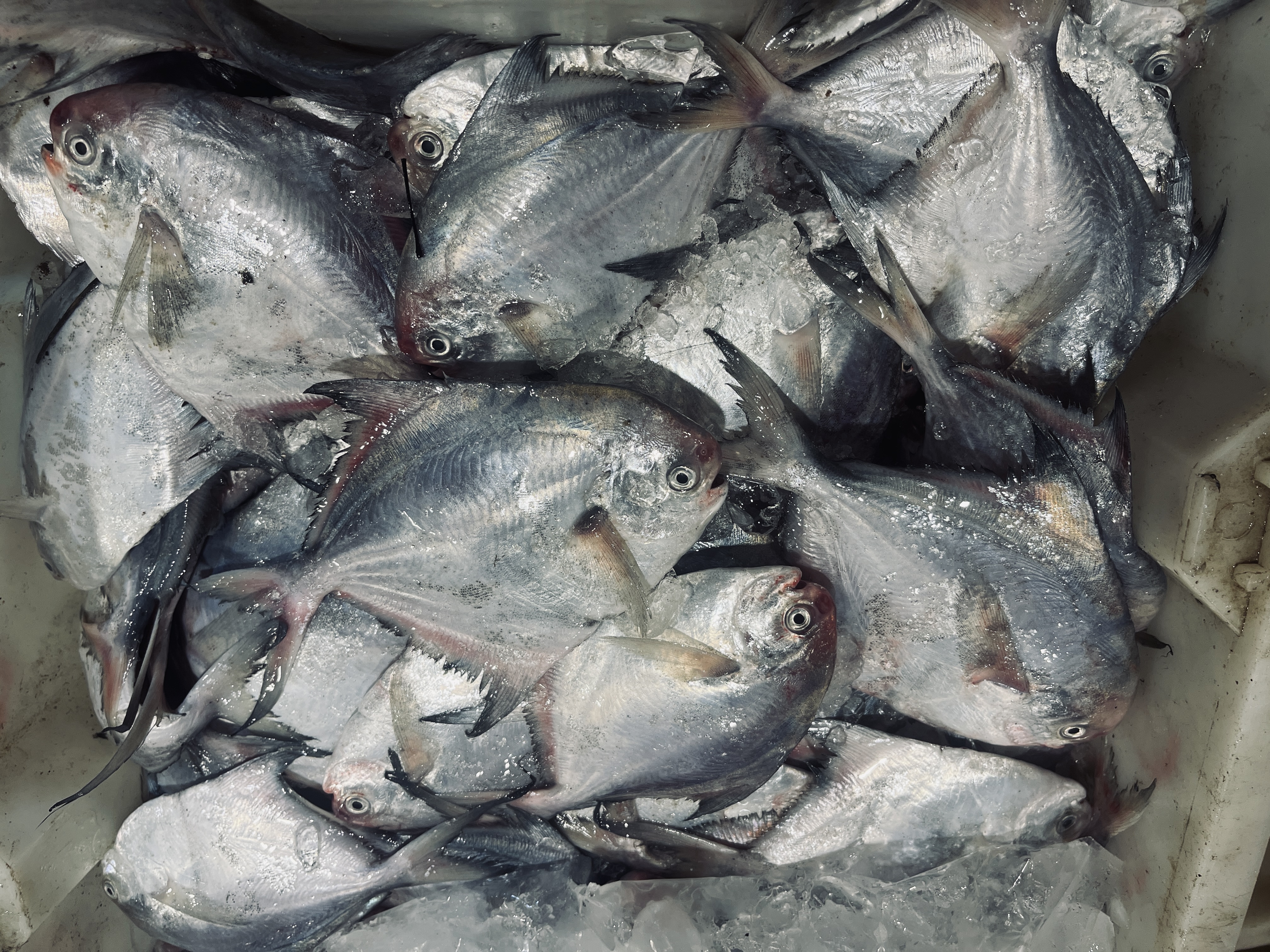 【鲳鱼4斤】6条东海野生海捕 银鲳白鲳 肉质鲜嫩 顺丰冷链包邮