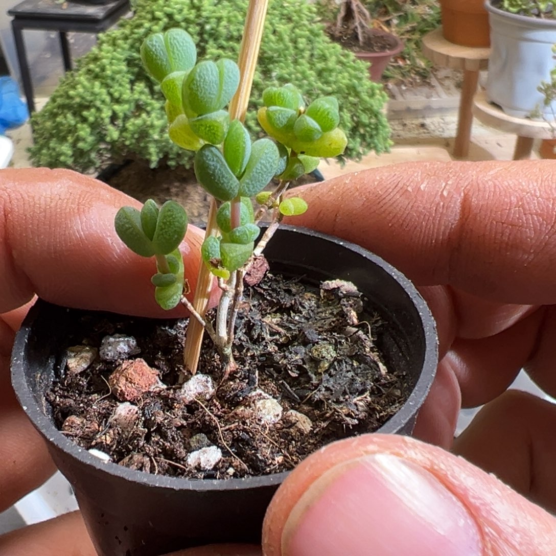 元宝50杯老桩福利