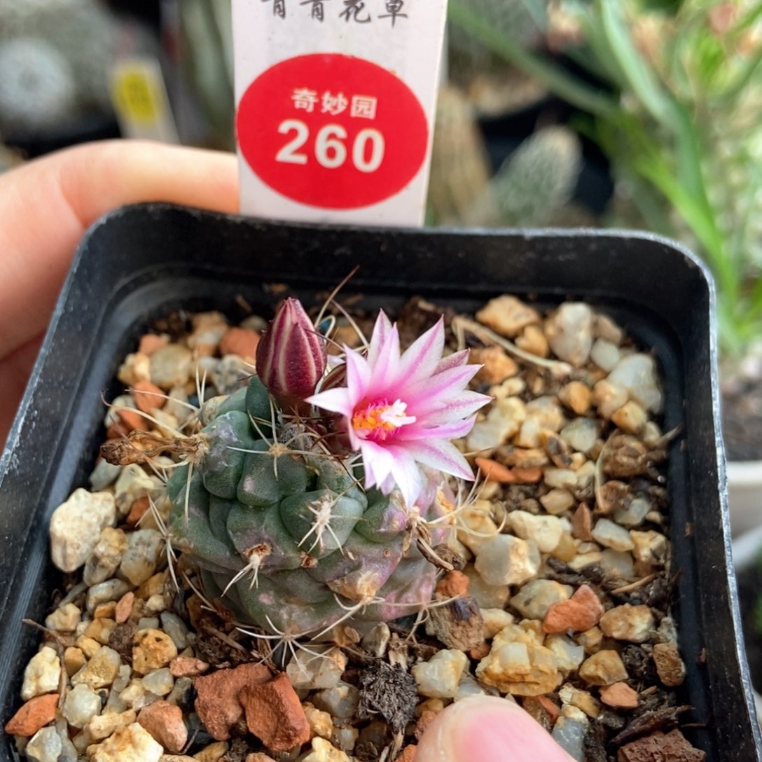 实生有疤刘氏丸娇丽2.6cm