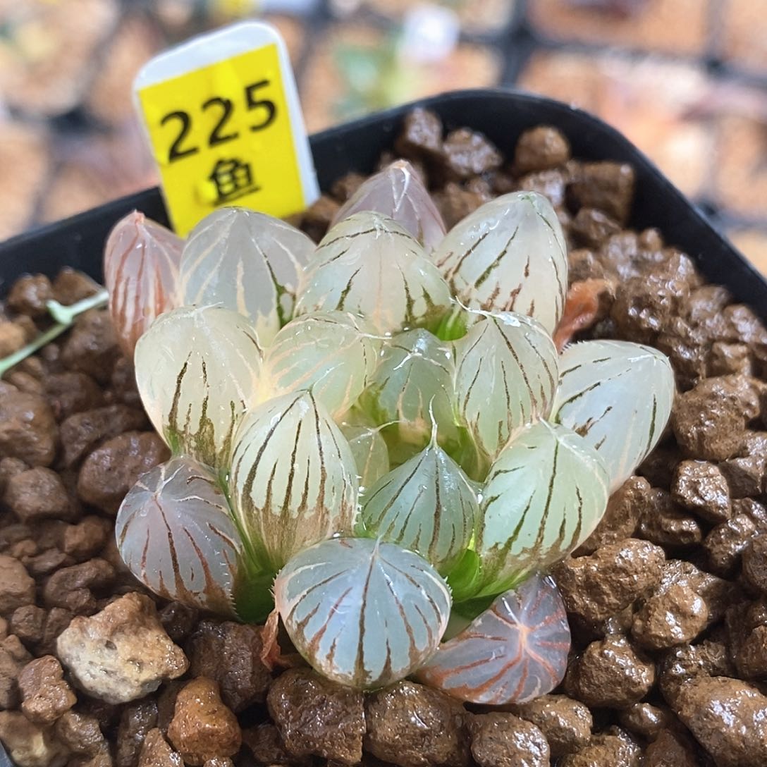 225号霓虹灯玉露锦一物一