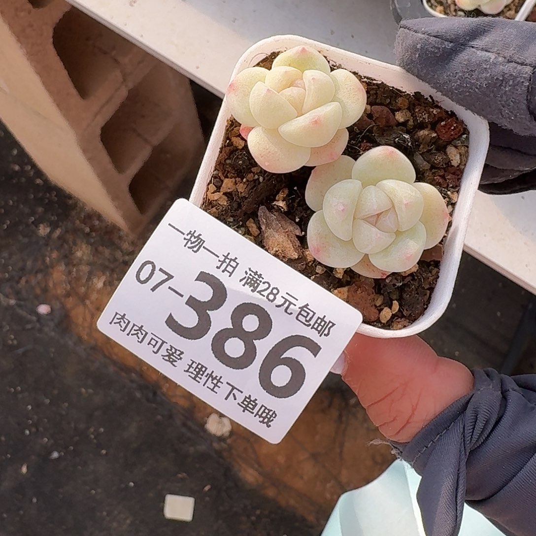 冰玉无盆土发货无