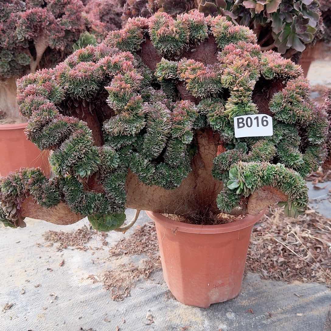 016万缀一颗呀呀