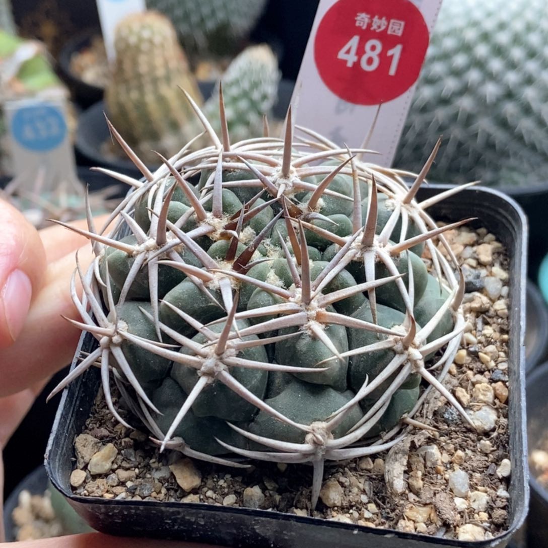 实生中刺碧岩玉一颗5.8cm