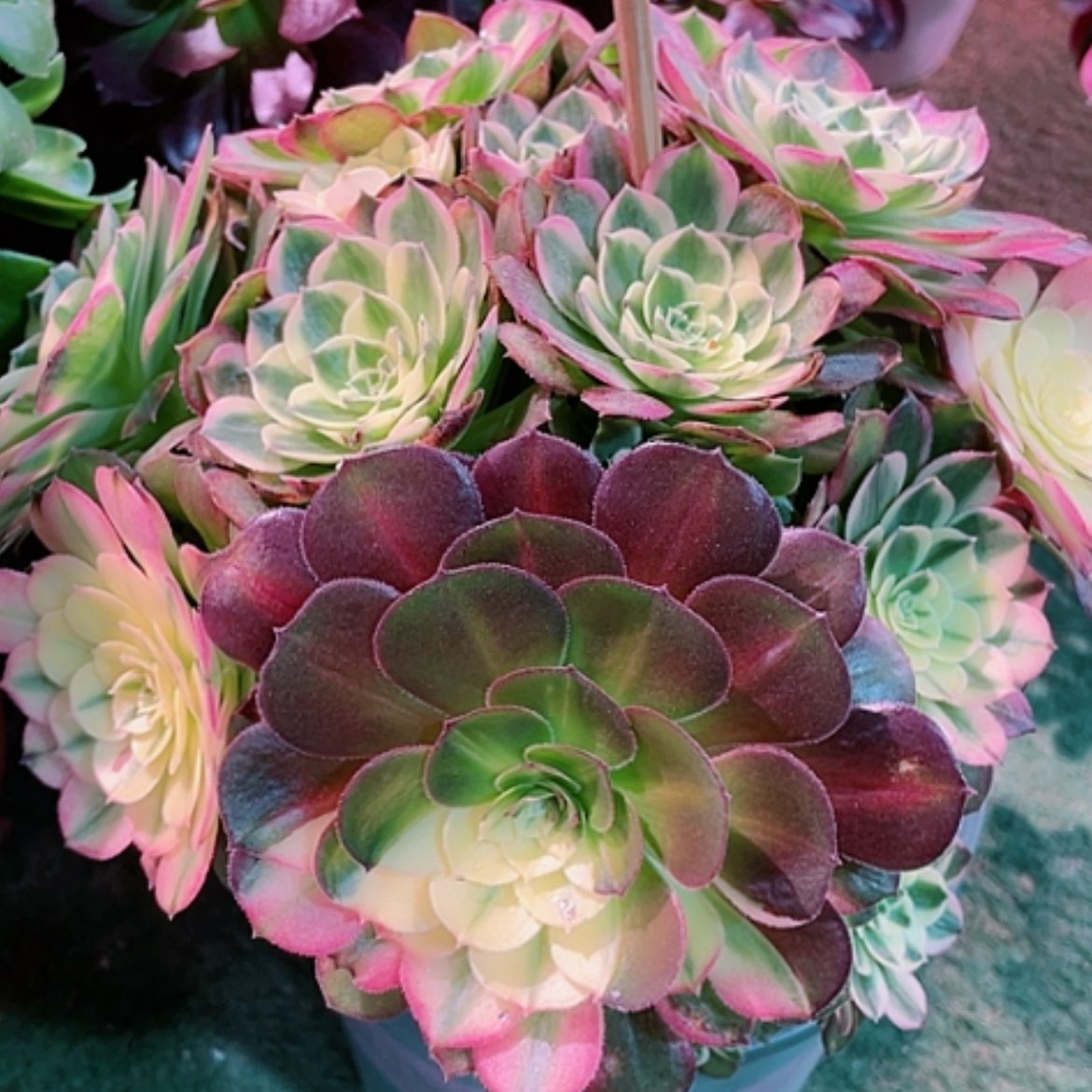 【闪购商品】法师好看也好呀