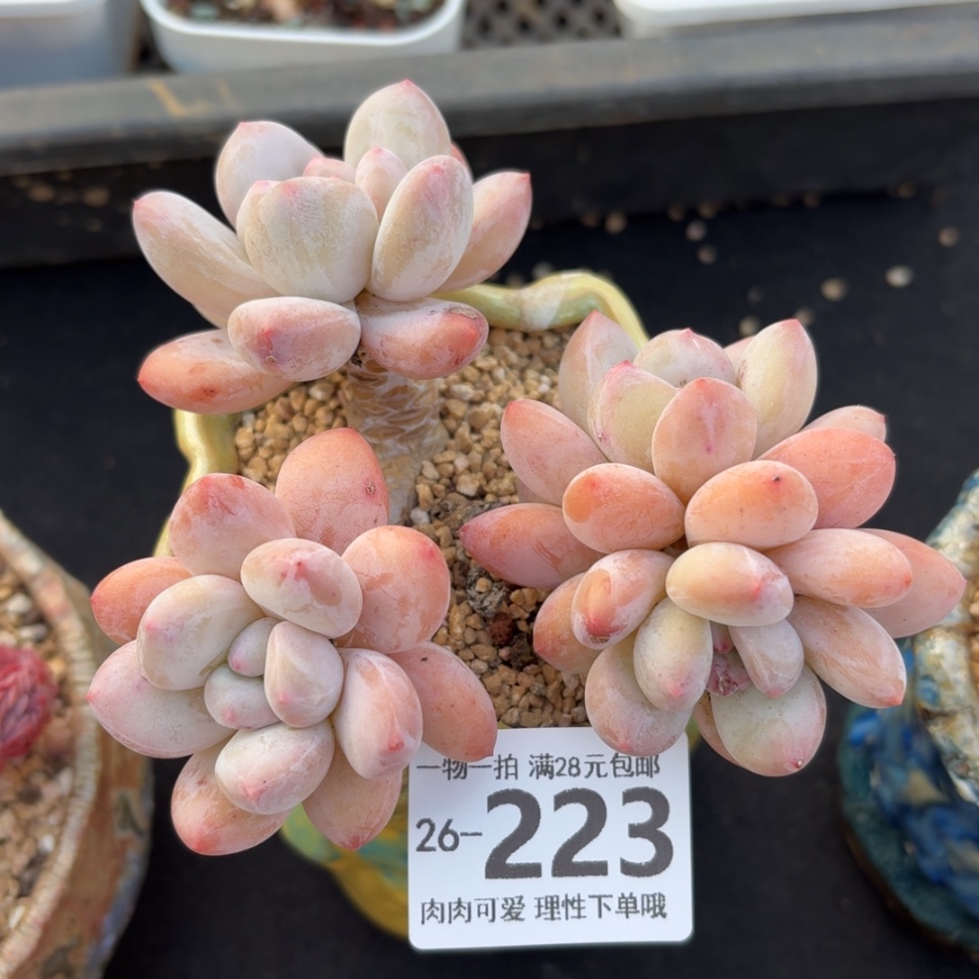 香水无盆土发货无