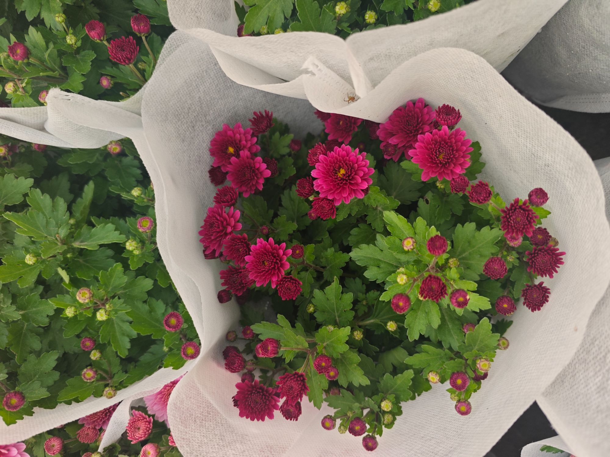 带花苞发货的秋菊盆栽四季开花耐寒耐热适合阳台庭院