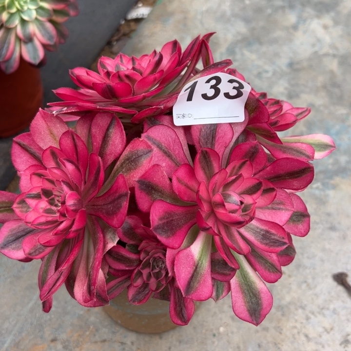 133倾城朵朵18厘米左右