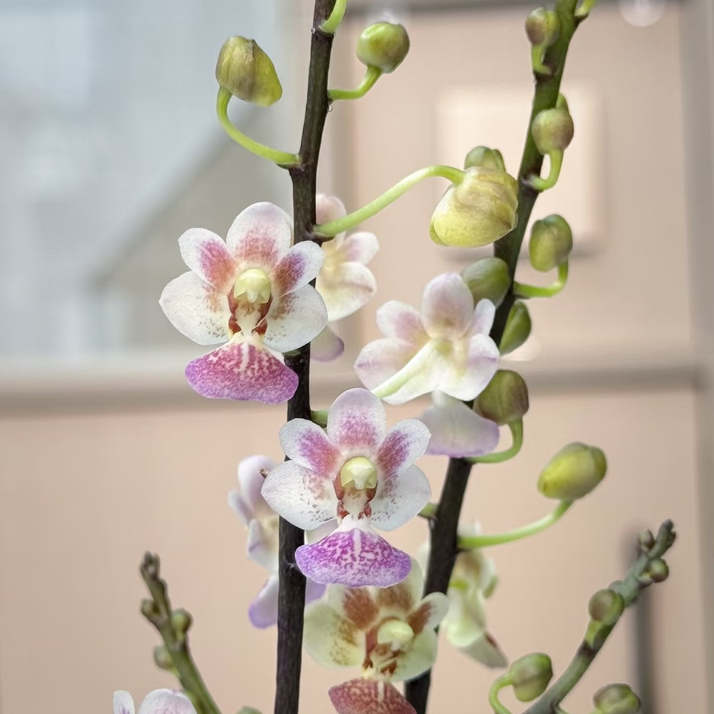 2.8 寸杯 滑翔机 蝴蝶兰（仅是苗）