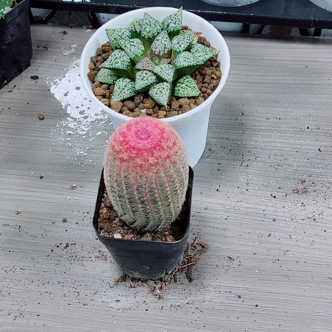 红太阳实生白银玉露