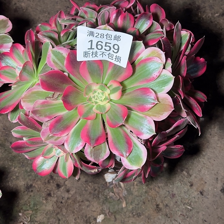 1659七彩石多肉植物