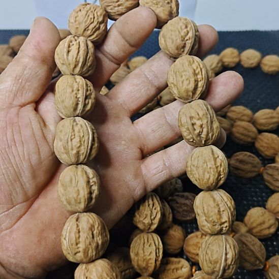 晓***）木质类纯野生山核桃