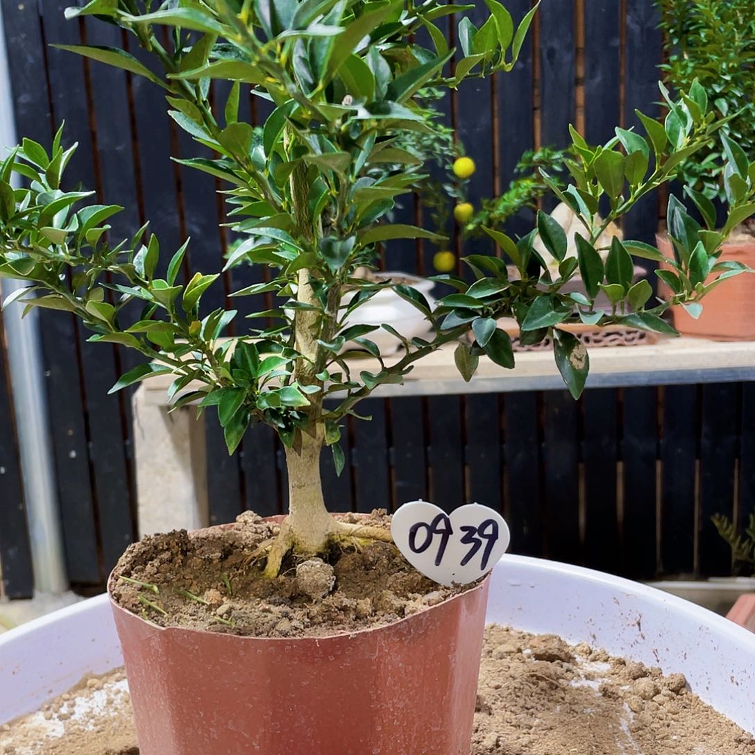 完全开放财**道八房柑