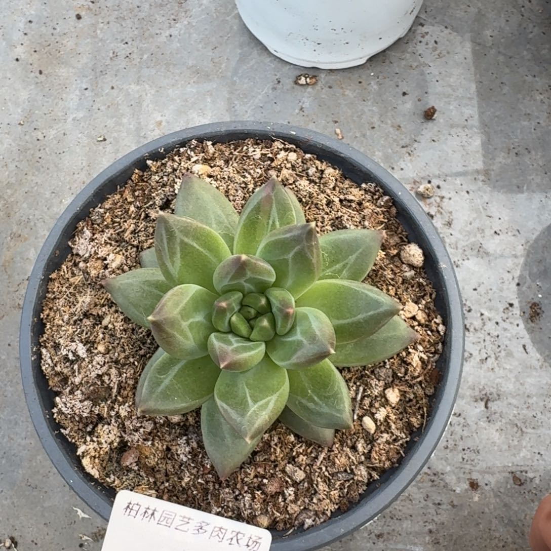 172 美人杂交 一物一拍