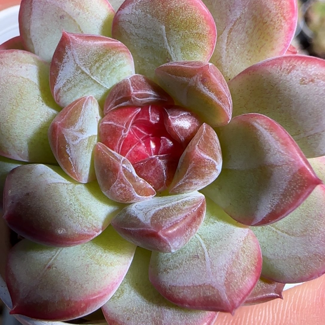 1110-----511糖心双头