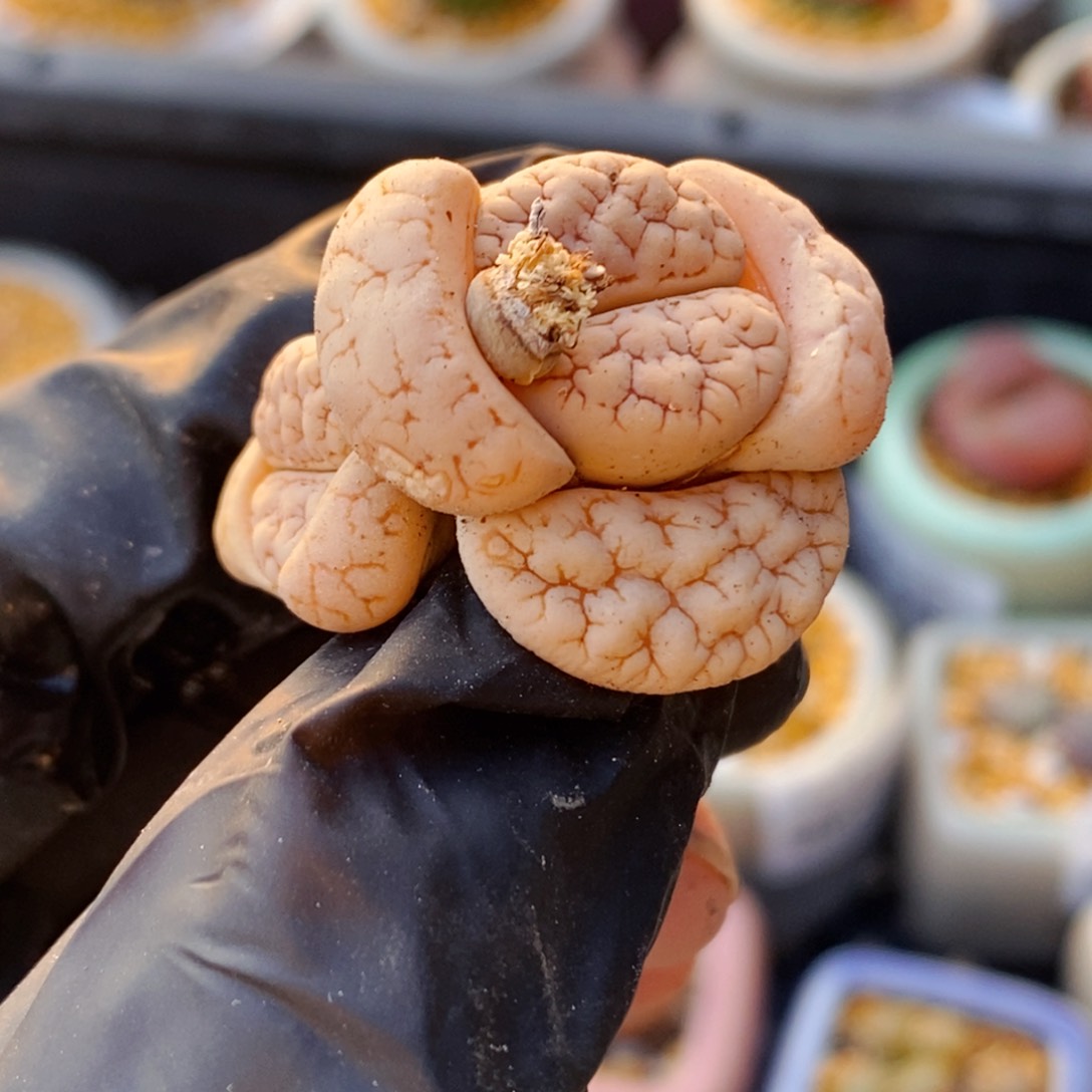 4671-一物一拍 带盆 189