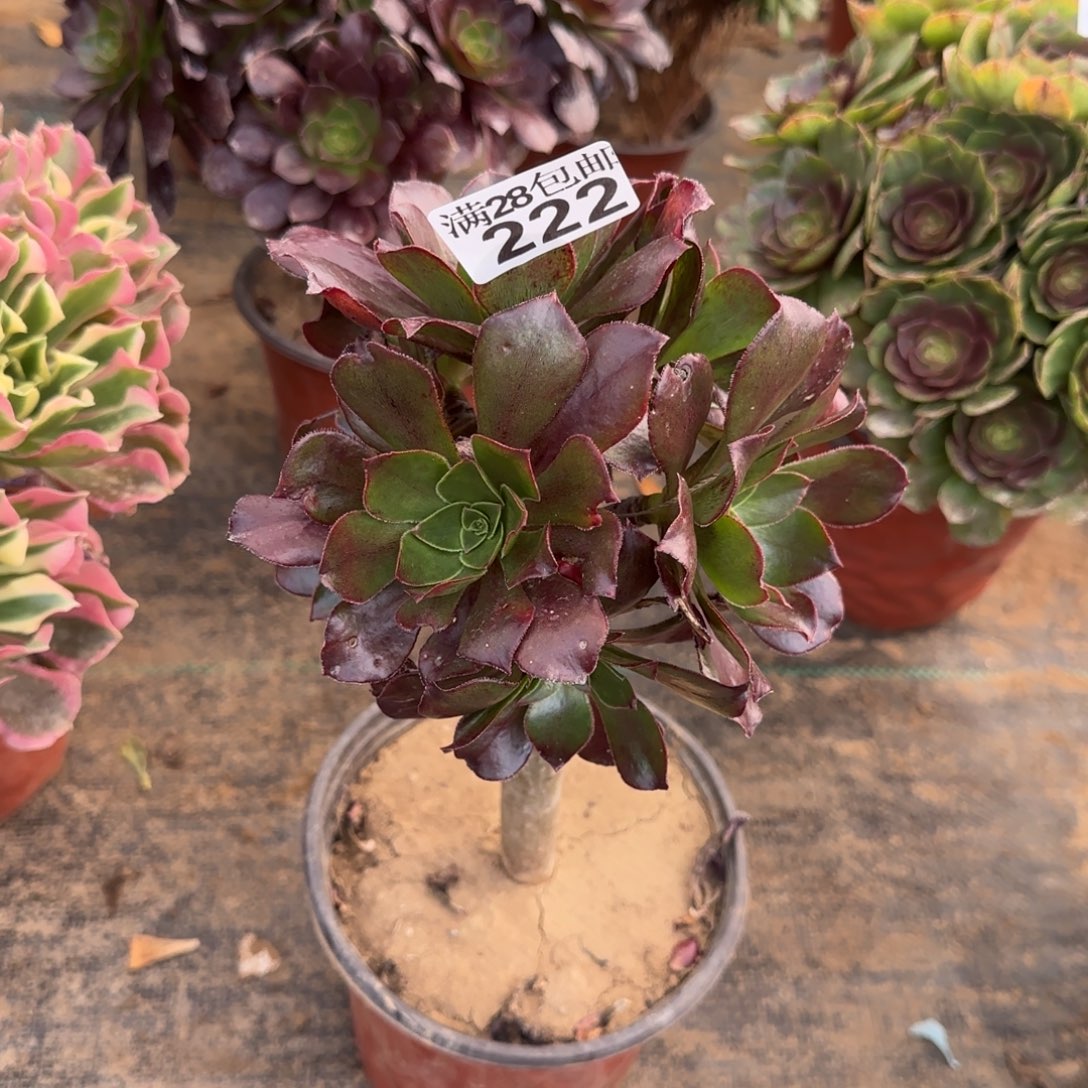 冰武士多肉222满28包邮断枝不包