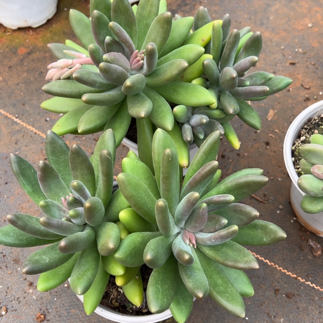 多肉植物芒果奶两个