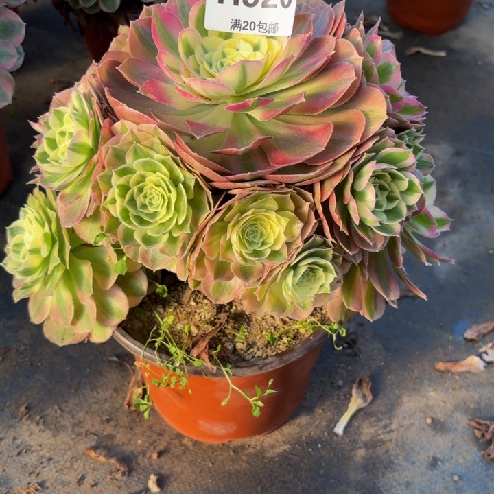 瑞妈，。。。。。920。绿体，