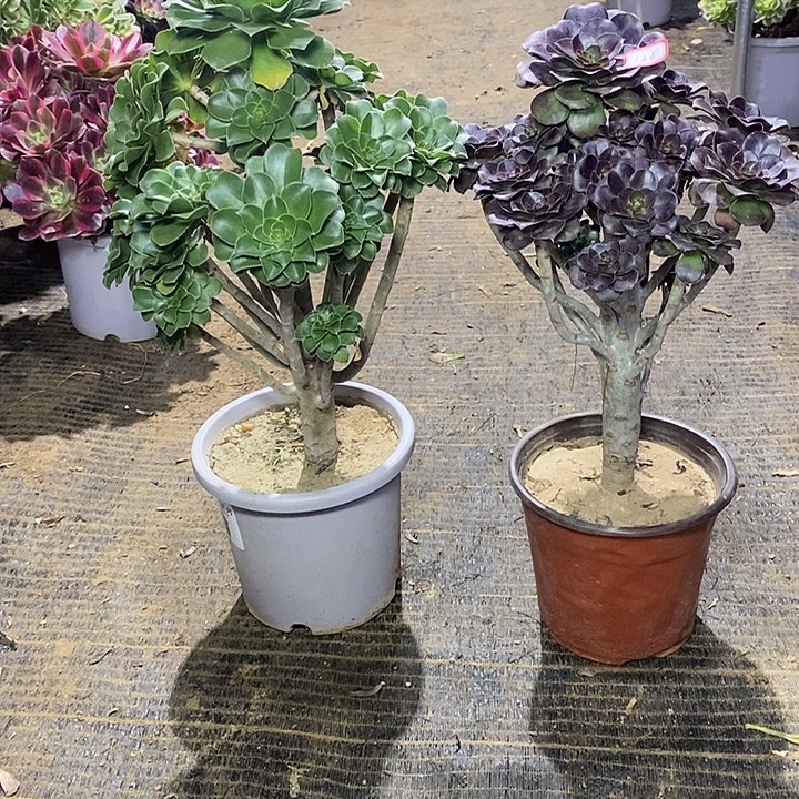 娟***）128，2棵法师1346778889999