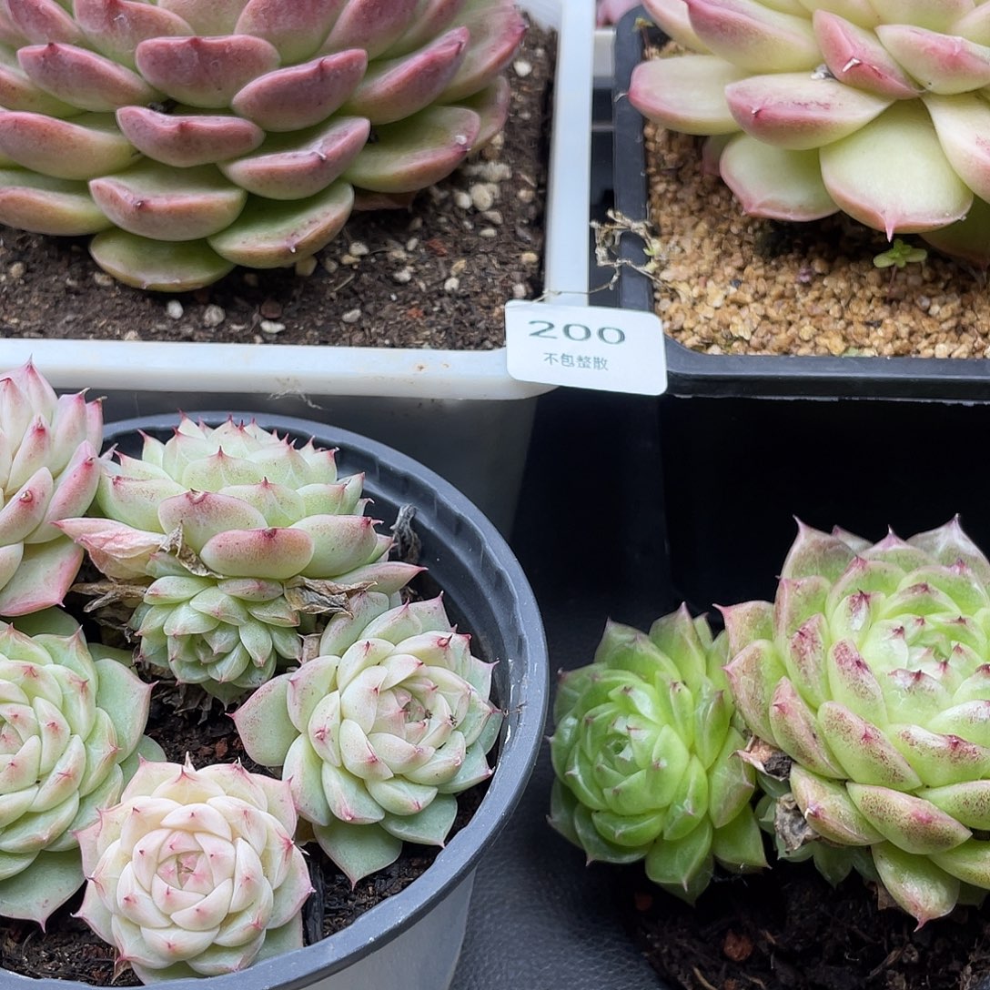 四颗植物组合不包整