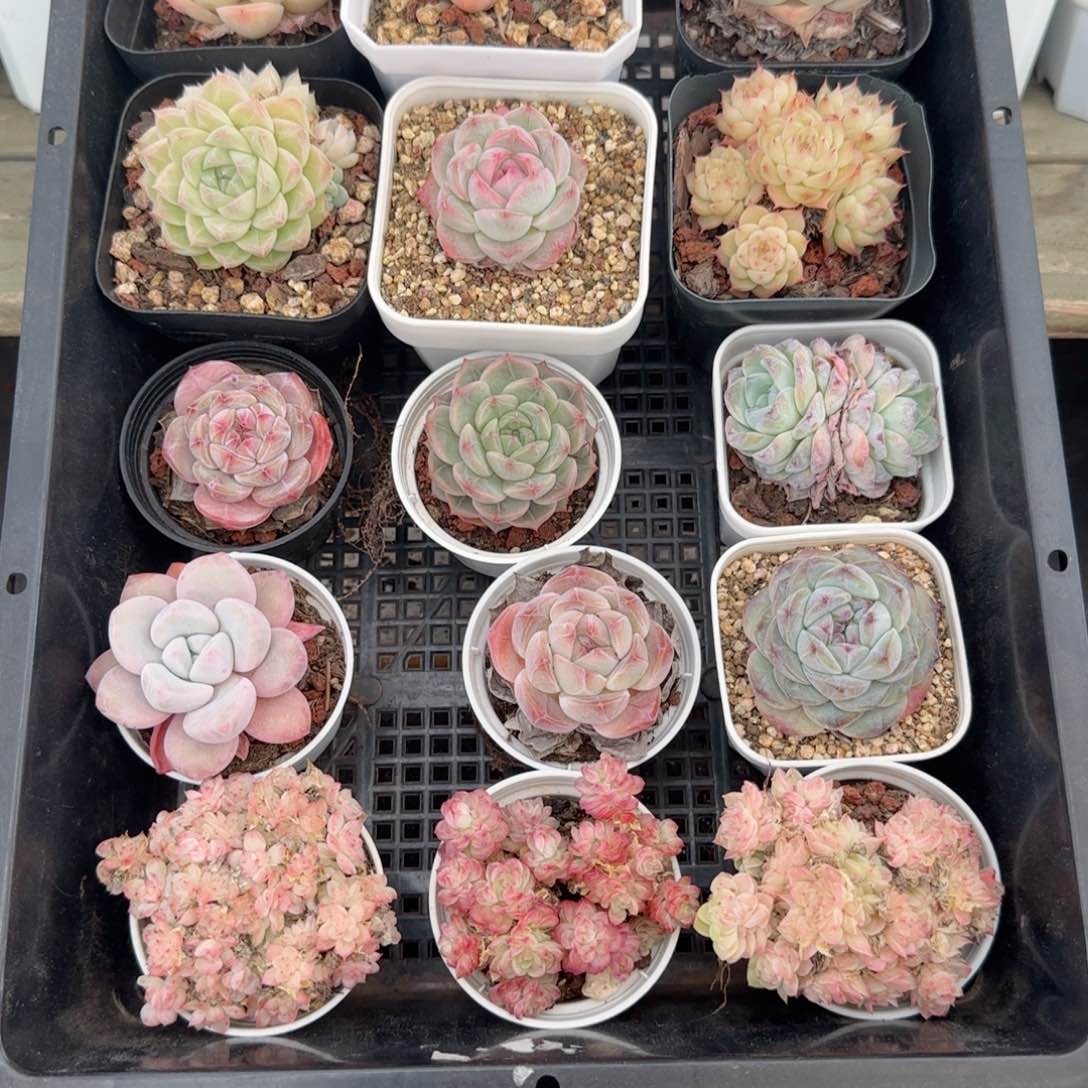 框拍框拍0219-86