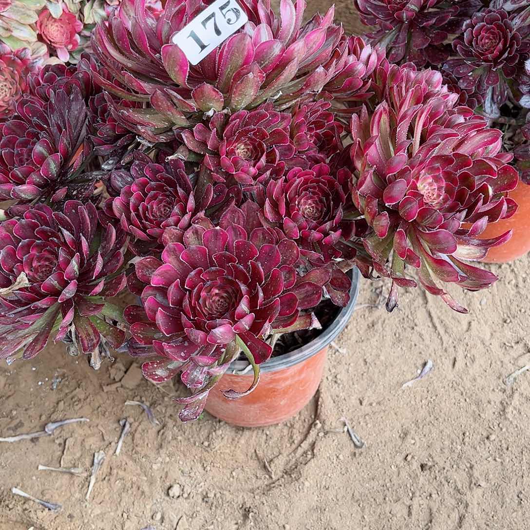 多肉植物175多肉