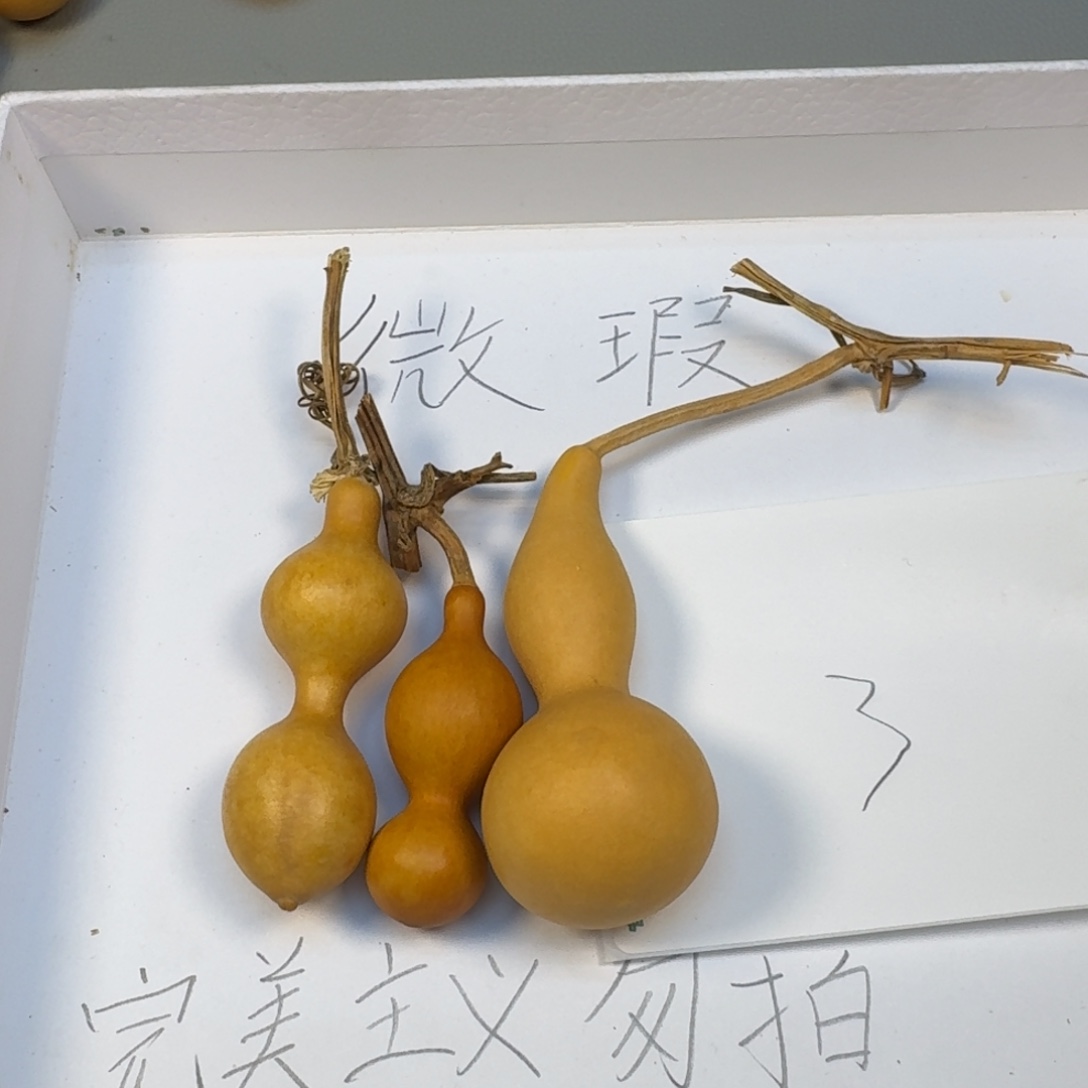 葫芦葫芦葫芦葫芦葫芦