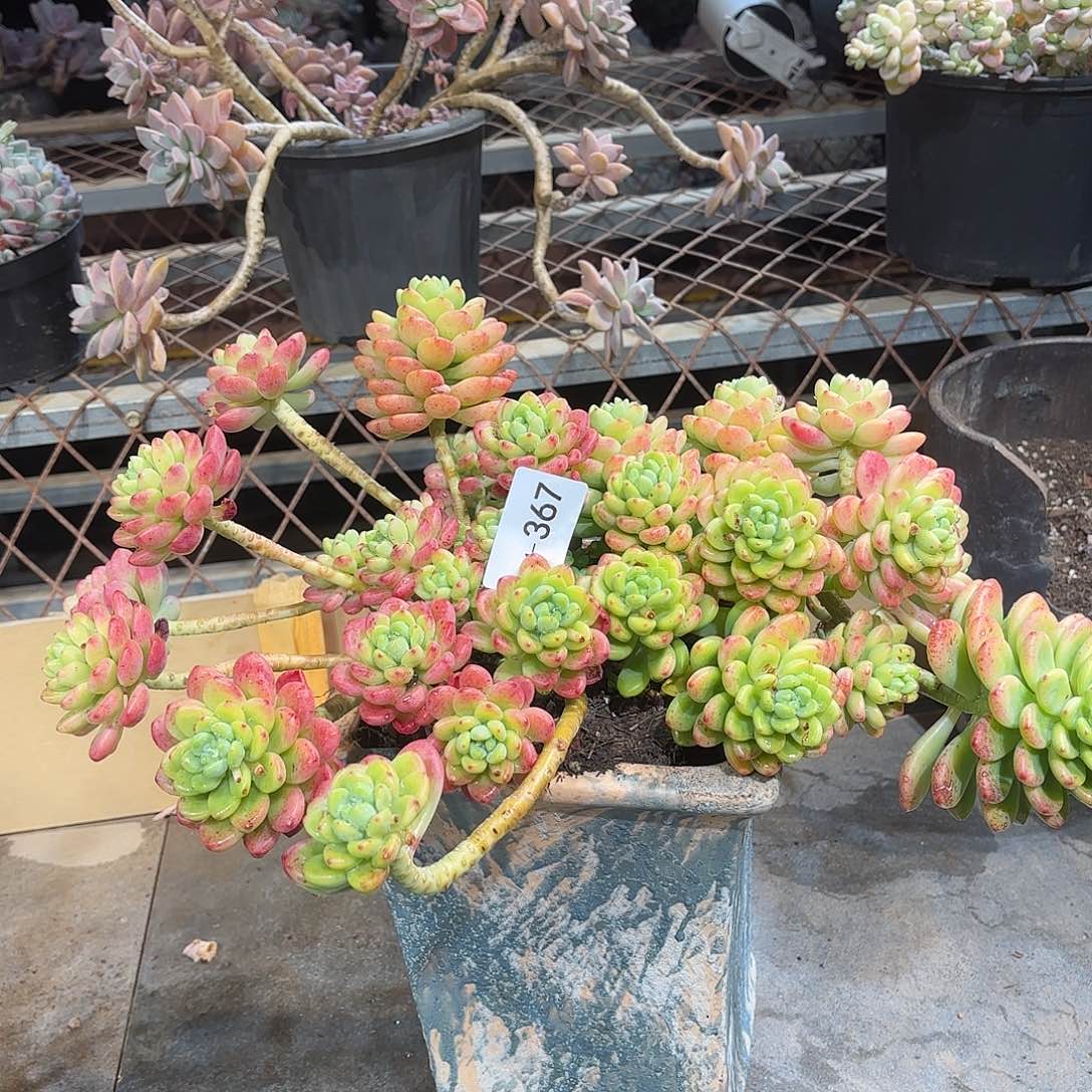 同温层多肉香格里拉367泡沫发