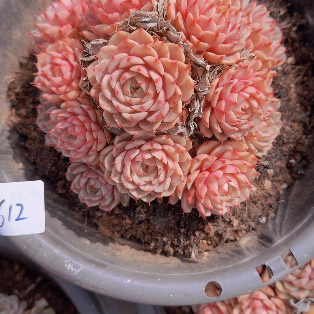 红*儿0612本巴多肉植物