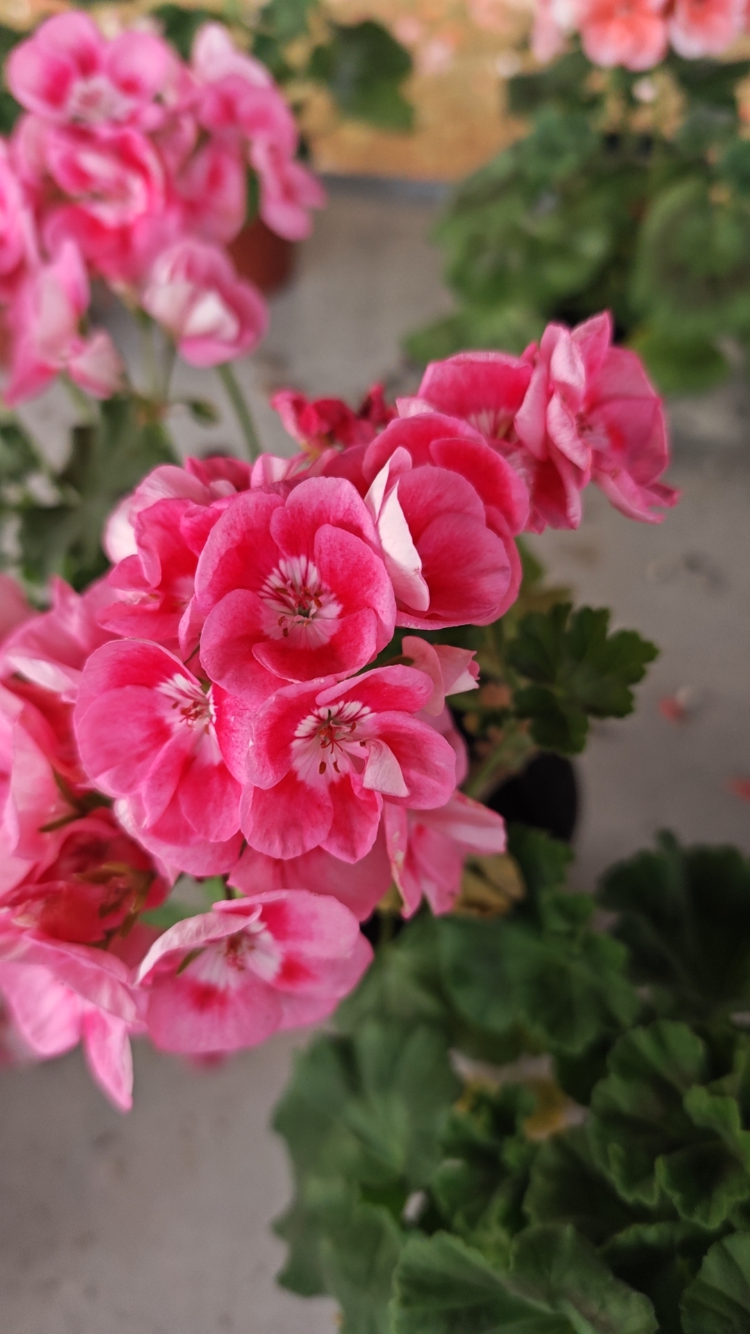 贵妃粉天竺葵单瓣直立系