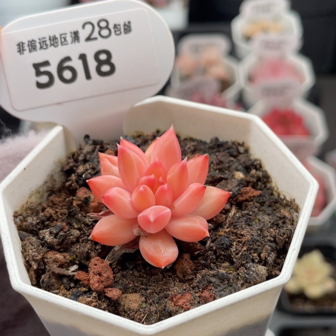 甲骨文5618-3.0厘米