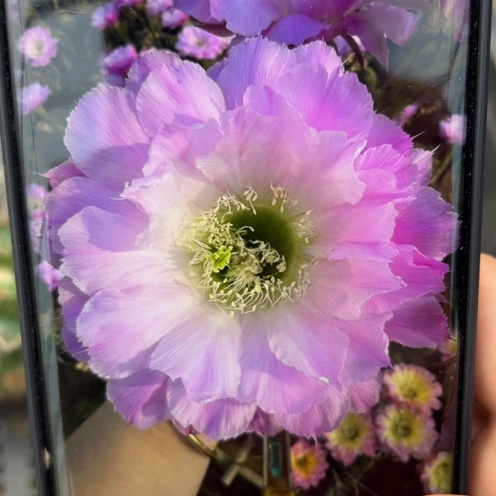 3彩草国色公主斑歪无根侧芽5公分左右20包邮