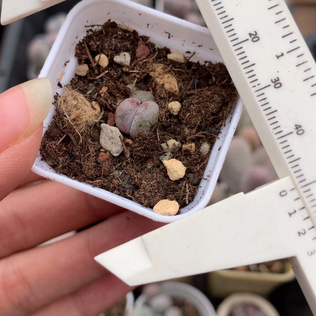 黄油油煎奶酪多肉