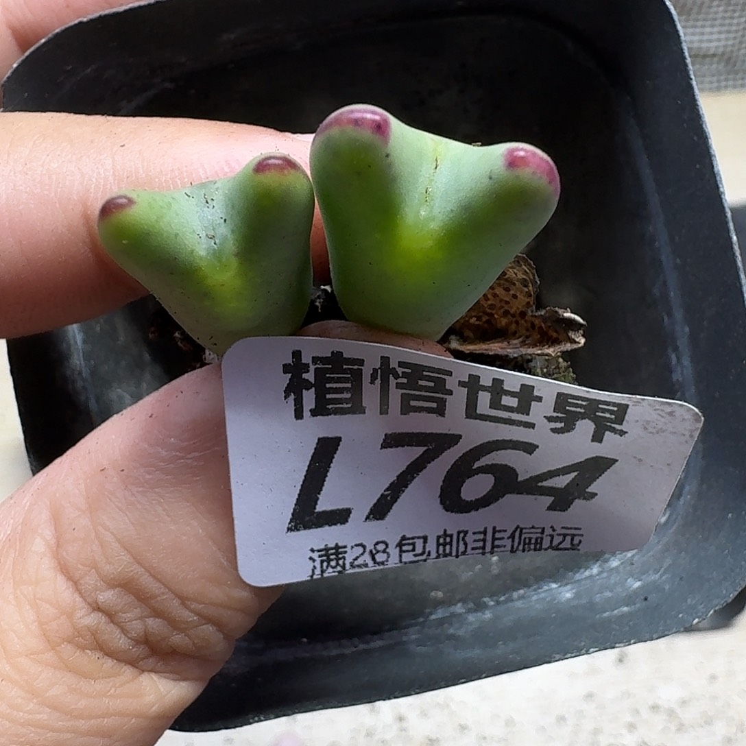 多肉植物肉人生fhhjj