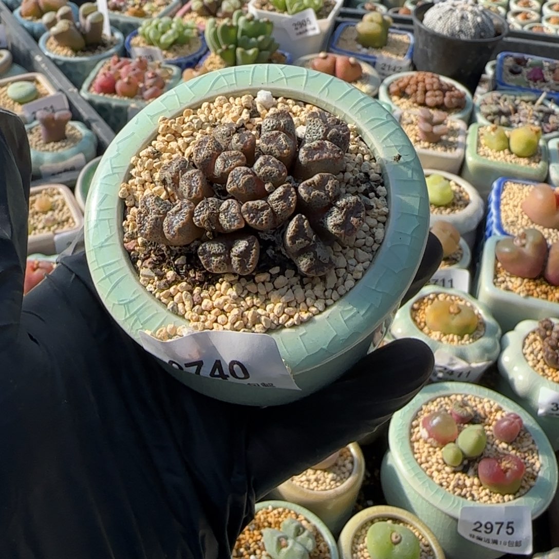 3021-一物一拍 带盆