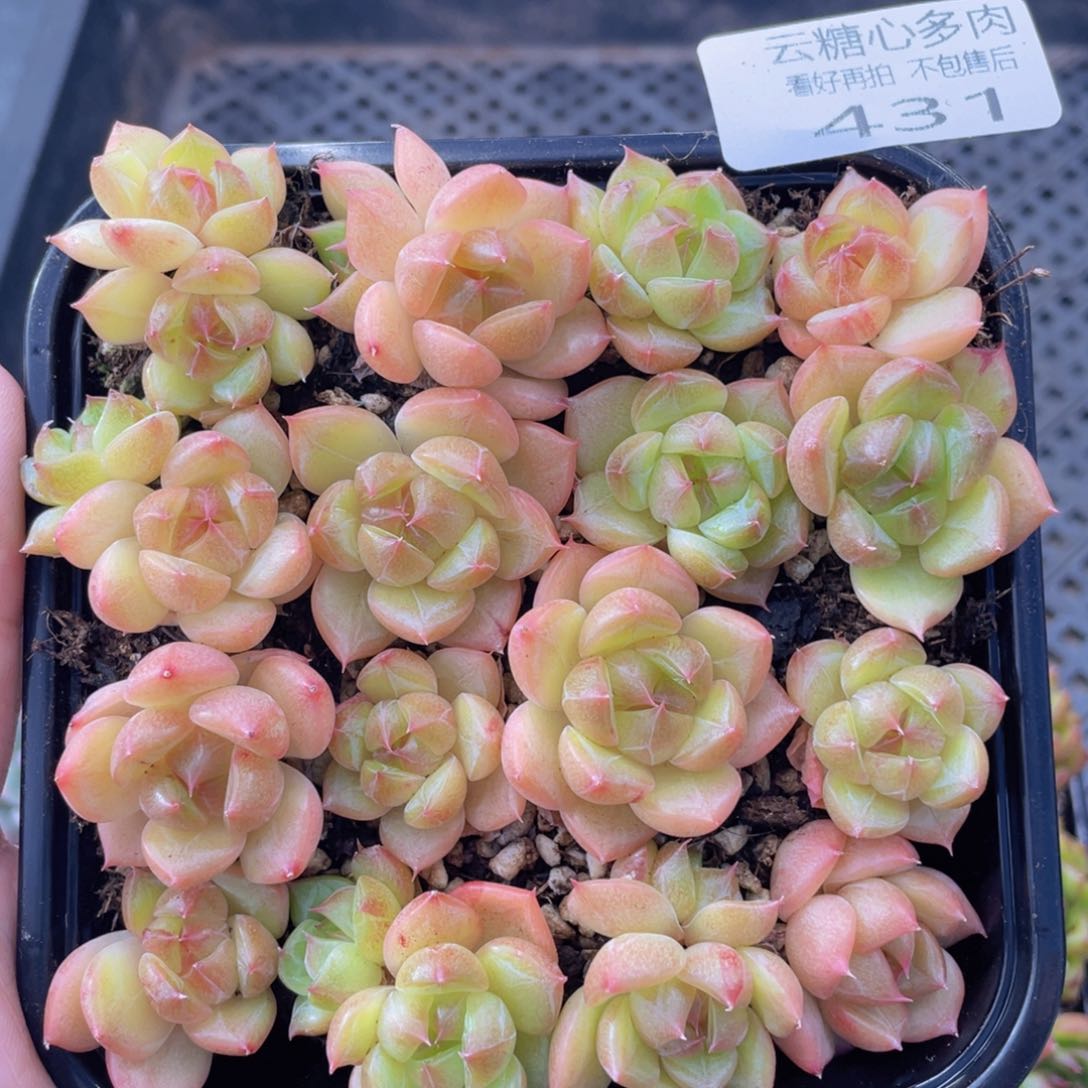 云糖心多肉植物431