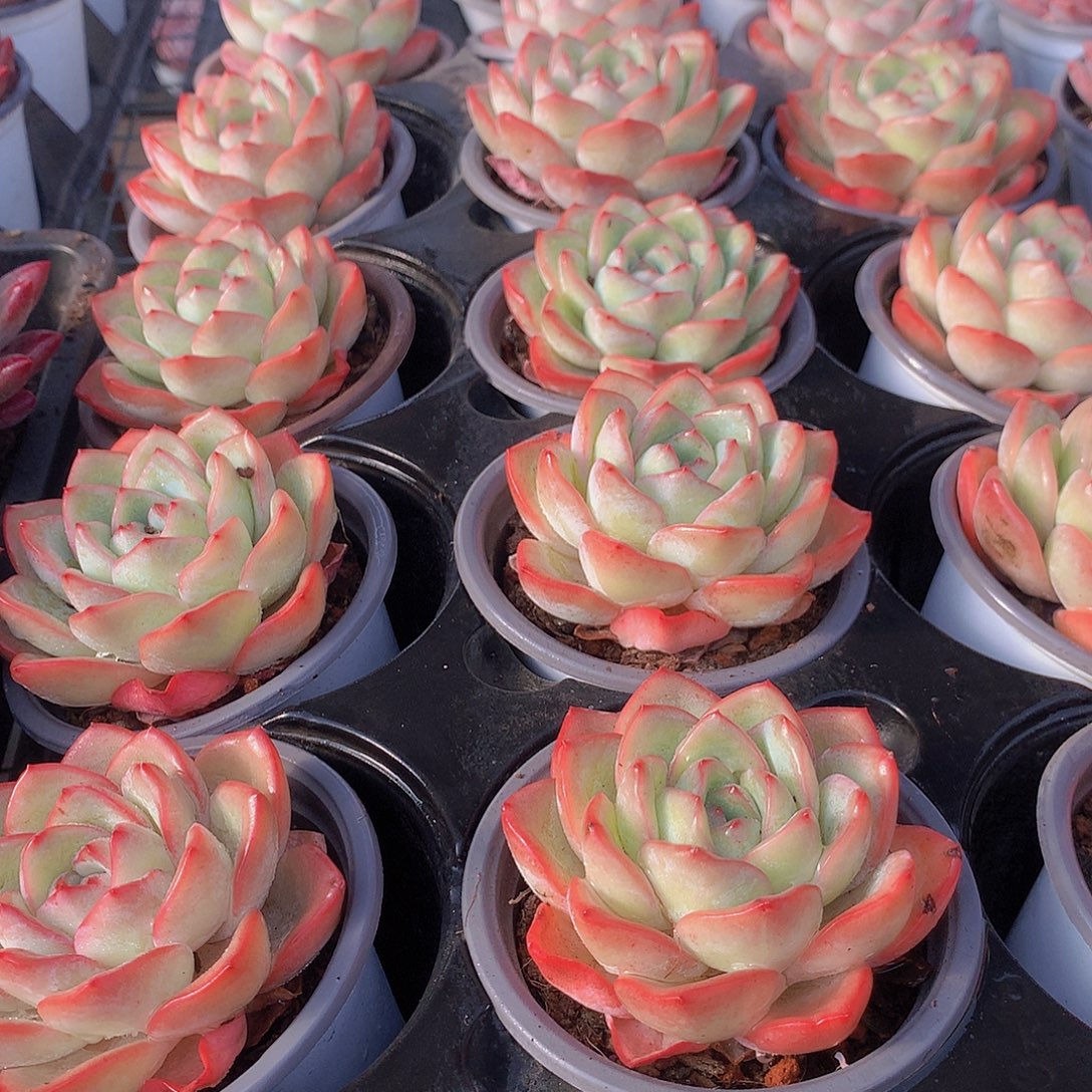 单头泡芙3456788999990