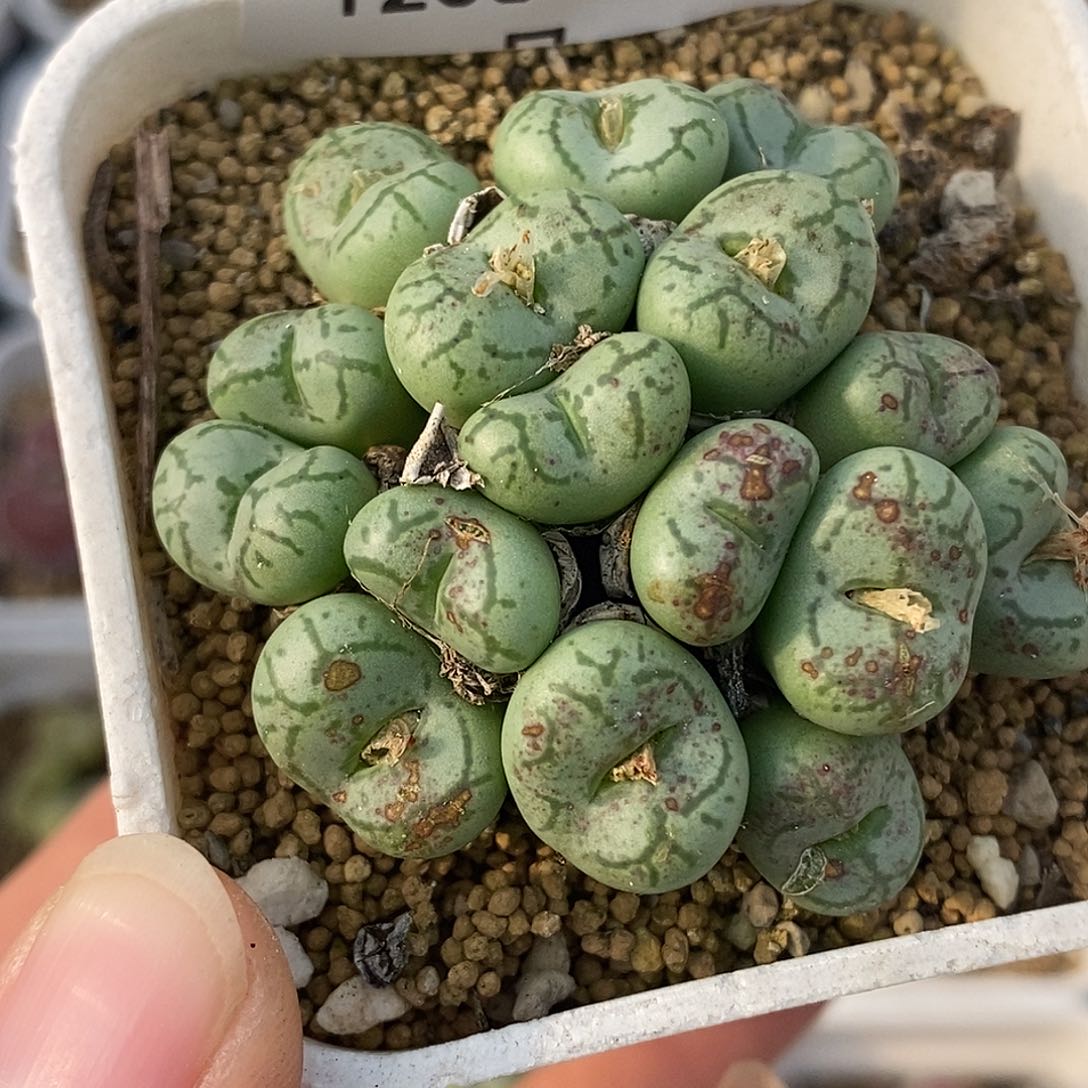 1208-20-猴脸有伤。   