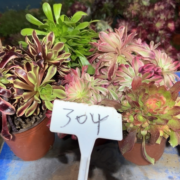 多肉植物组合5个