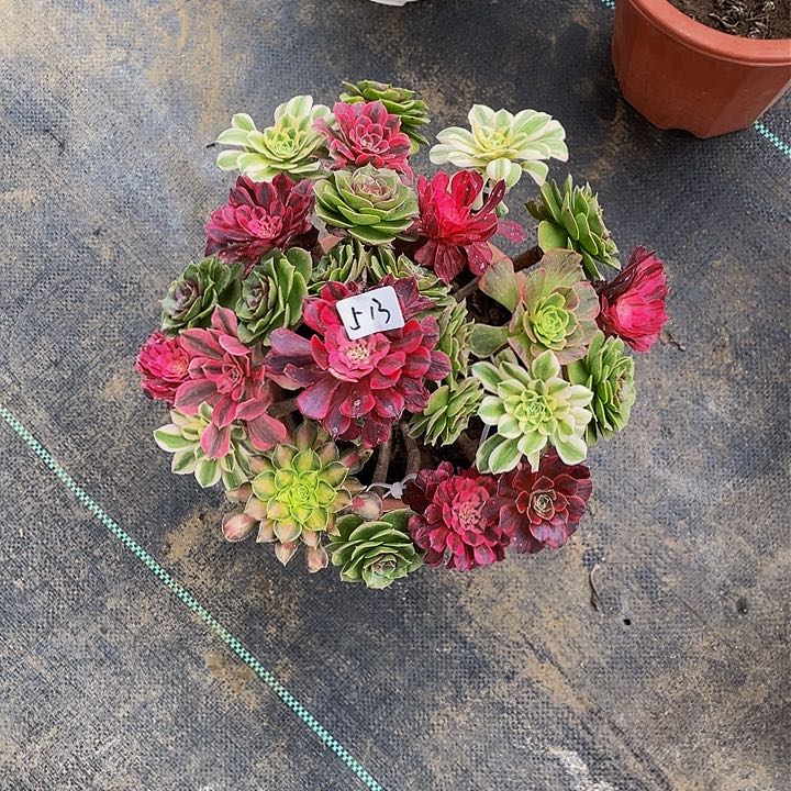 金*架接法师一个513号