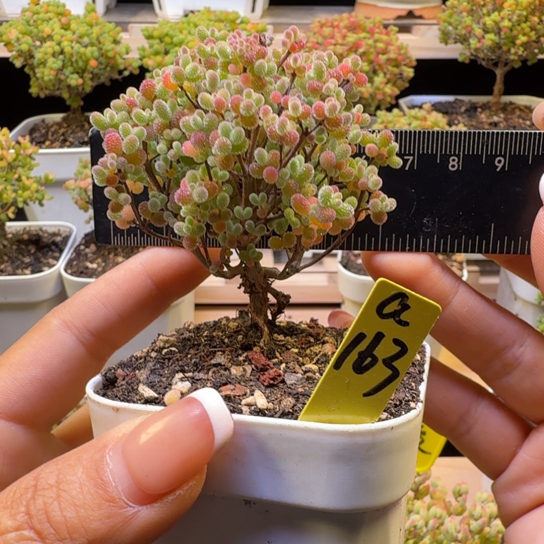 a163号橘子糖冠服6.5厘米左右