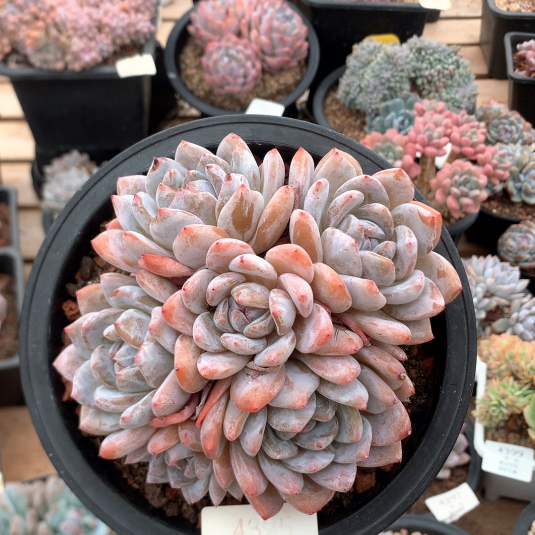 14厘米六头蒙特 捧花4325