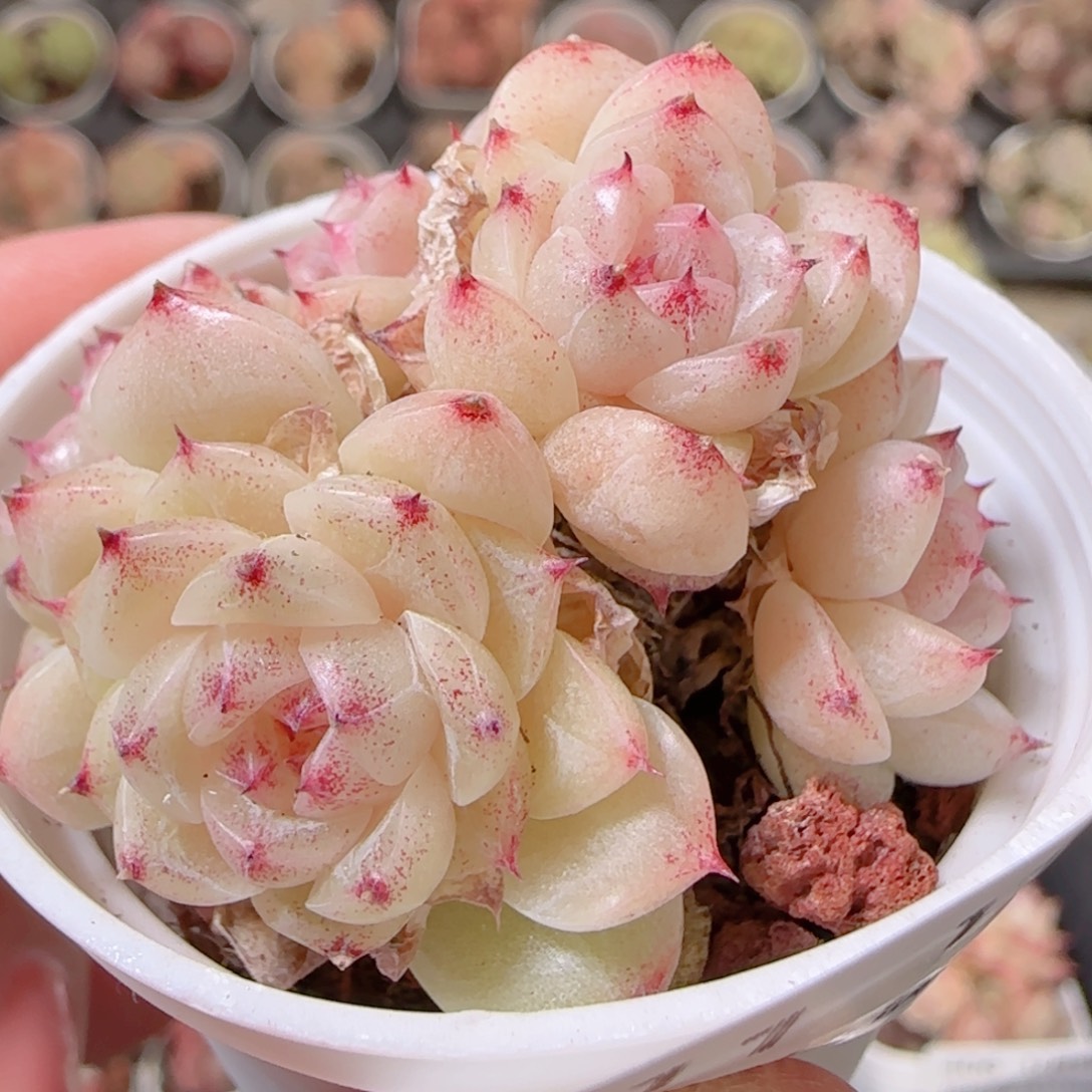 花语多肉1209-411散